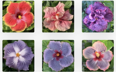 American Hibiscus Society Plant Sale